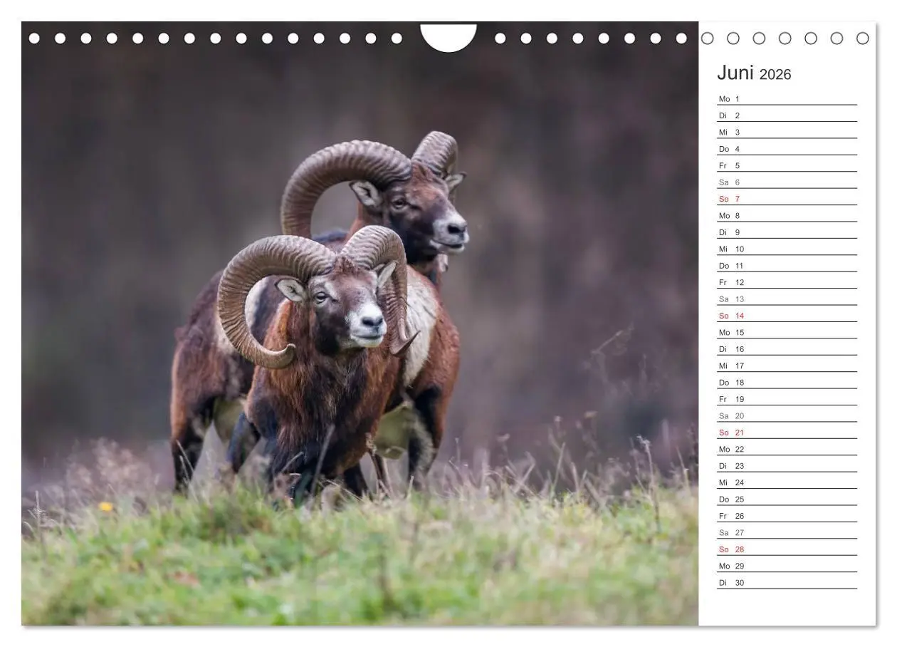 Bild: 9783516007510 | Emotionale Momente: Muffelwild. (Wandkalender 2026 DIN A4 quer),...