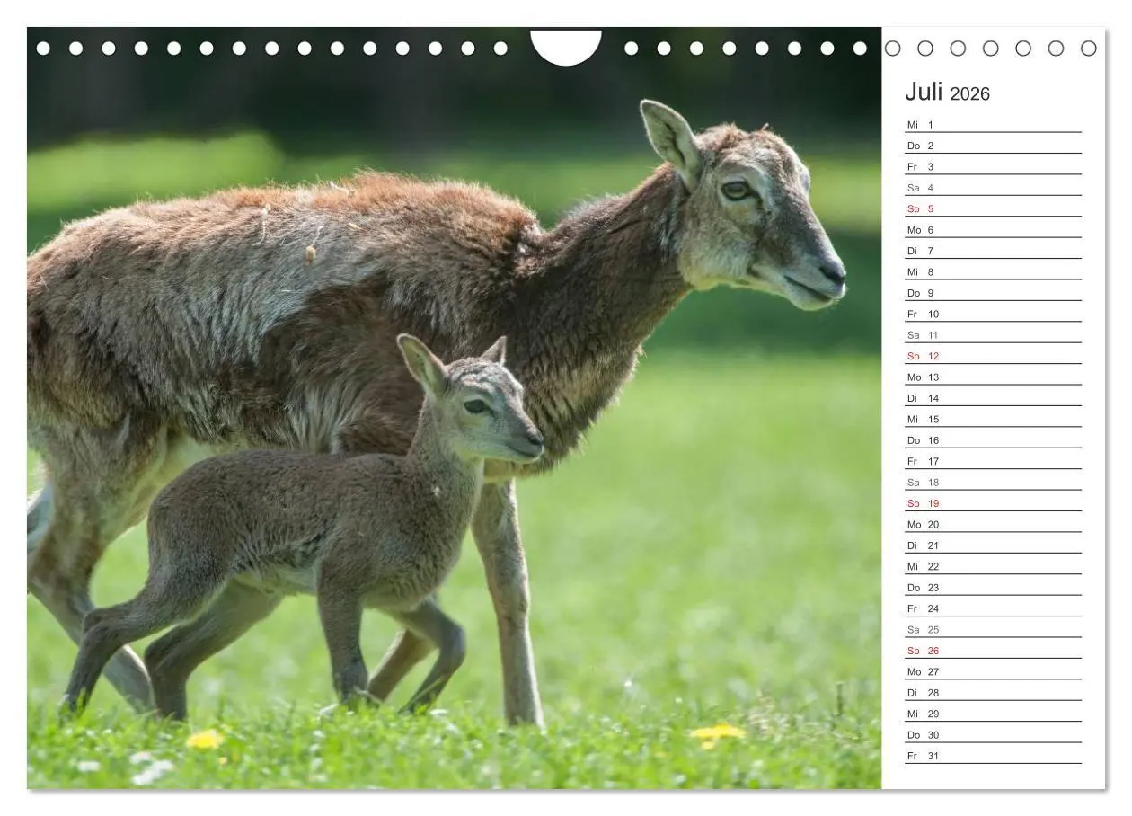 Bild: 9783516007510 | Emotionale Momente: Muffelwild. (Wandkalender 2026 DIN A4 quer),...