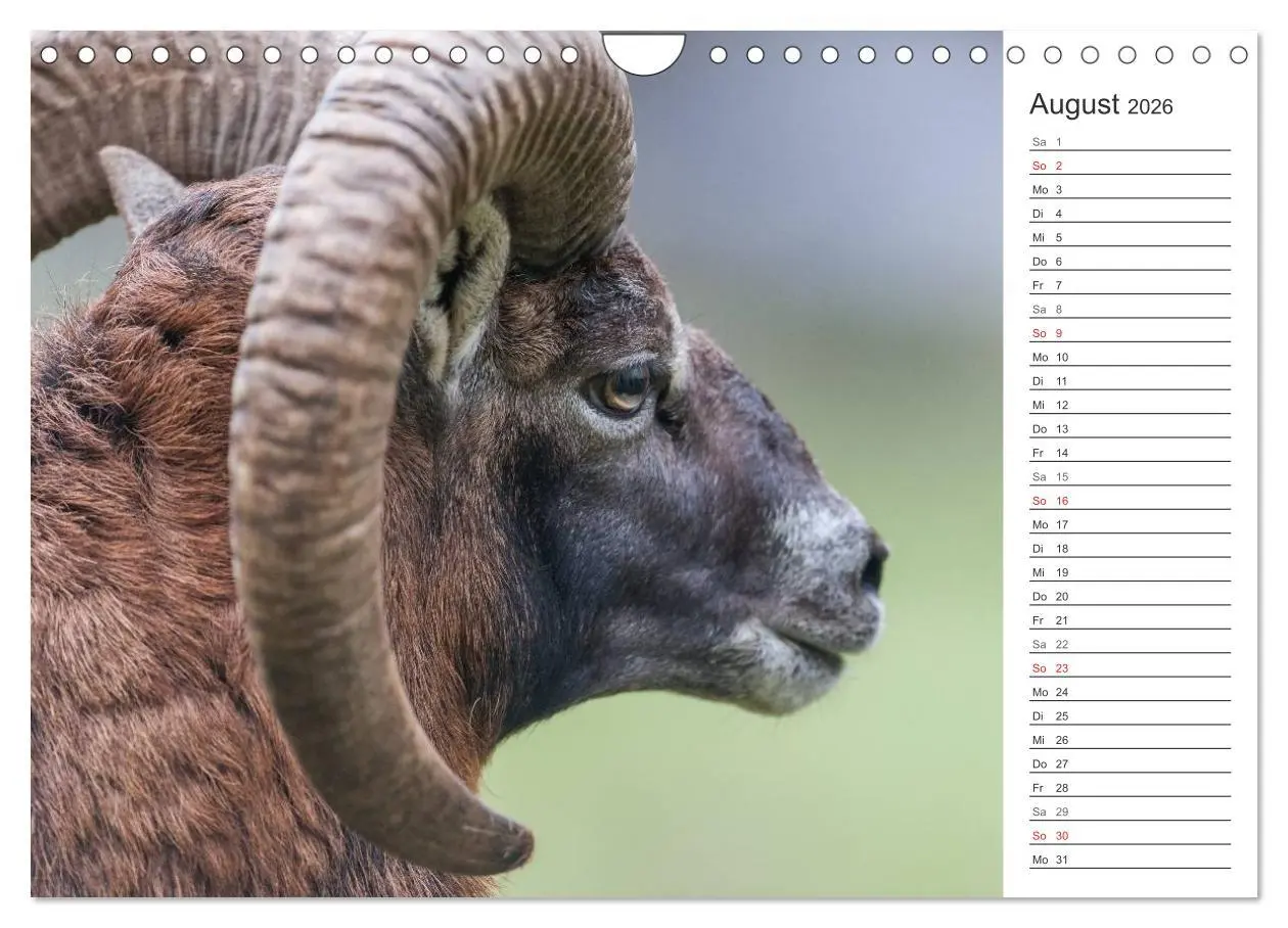 Bild: 9783516007510 | Emotionale Momente: Muffelwild. (Wandkalender 2026 DIN A4 quer),...