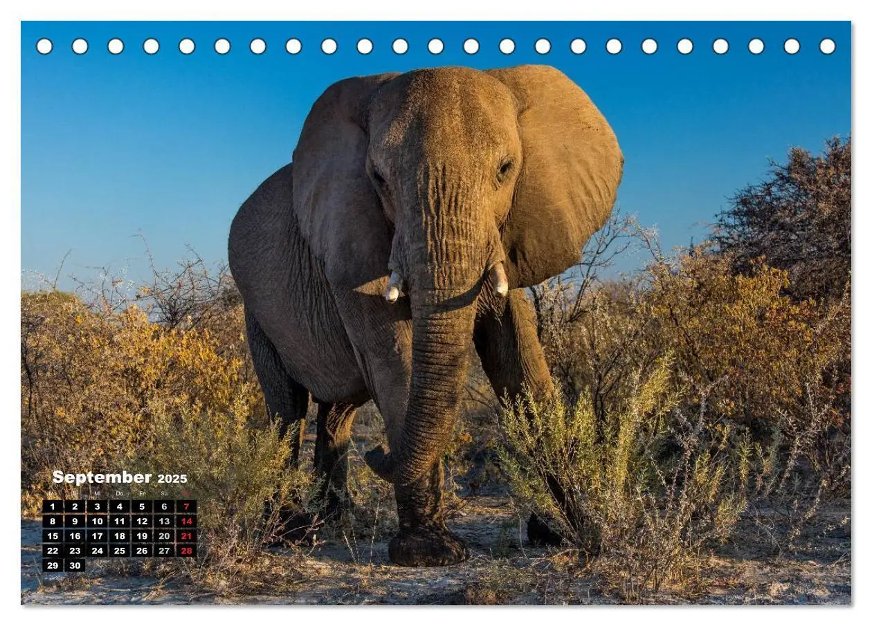 Bild: 9783435587810 | Blickpunkte in Namibia (Tischkalender 2025 DIN A5 quer), CALVENDO...
