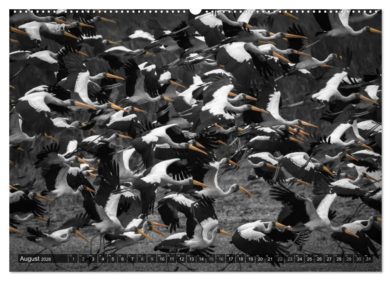 Bild: 9783457747810 | spotlight tansania (hochwertiger Premium Wandkalender 2026 DIN A2...