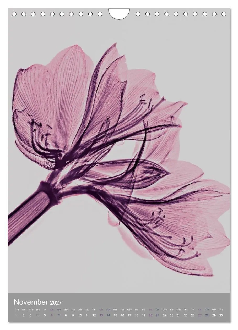 Bild: 9783516767810 | Blossoms between light and colour (Wall Calendar 2027 DIN A4...