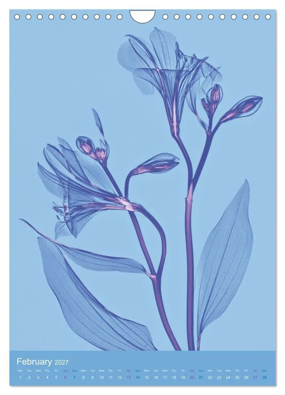Bild: 9783516767810 | Blossoms between light and colour (Wall Calendar 2027 DIN A4...