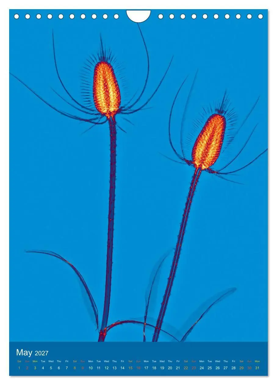 Bild: 9783516767810 | Blossoms between light and colour (Wall Calendar 2027 DIN A4...