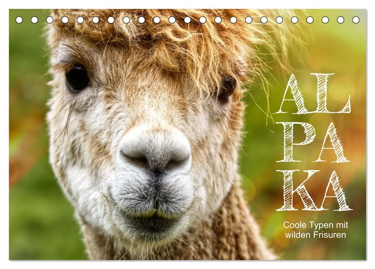 Cover: 9783457597910 | Alpaka, coole Typen mit wilden Frisuren (Tischkalender 2026 DIN A5...