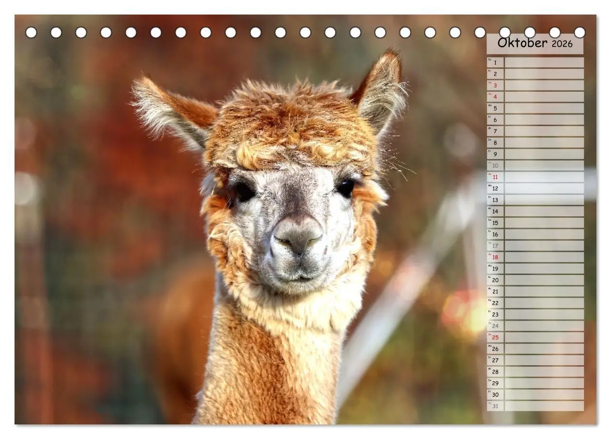 Bild: 9783457597910 | Alpaka, coole Typen mit wilden Frisuren (Tischkalender 2026 DIN A5...
