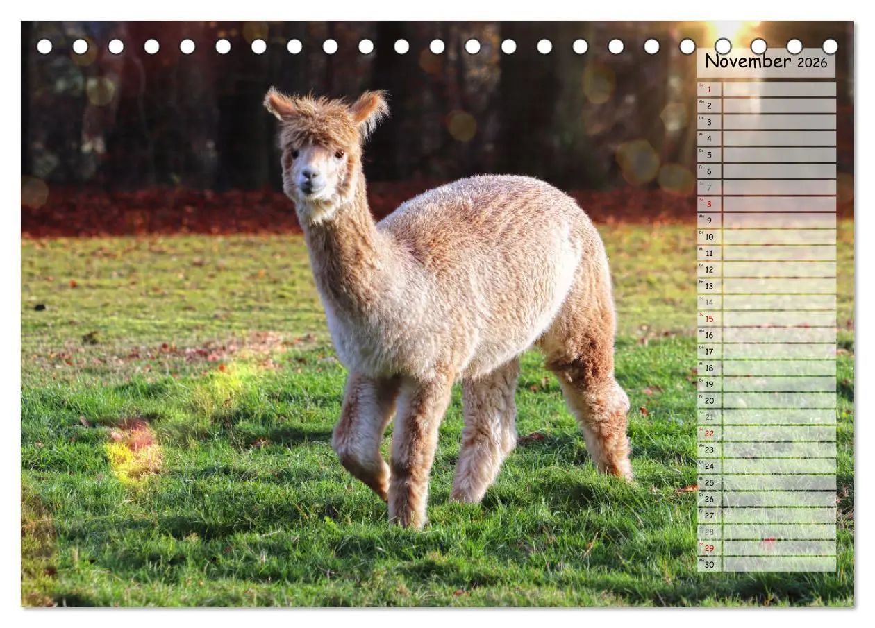 Bild: 9783457597910 | Alpaka, coole Typen mit wilden Frisuren (Tischkalender 2026 DIN A5...