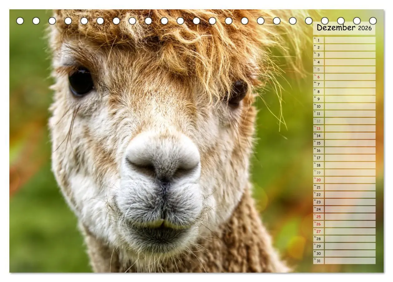 Bild: 9783457597910 | Alpaka, coole Typen mit wilden Frisuren (Tischkalender 2026 DIN A5...