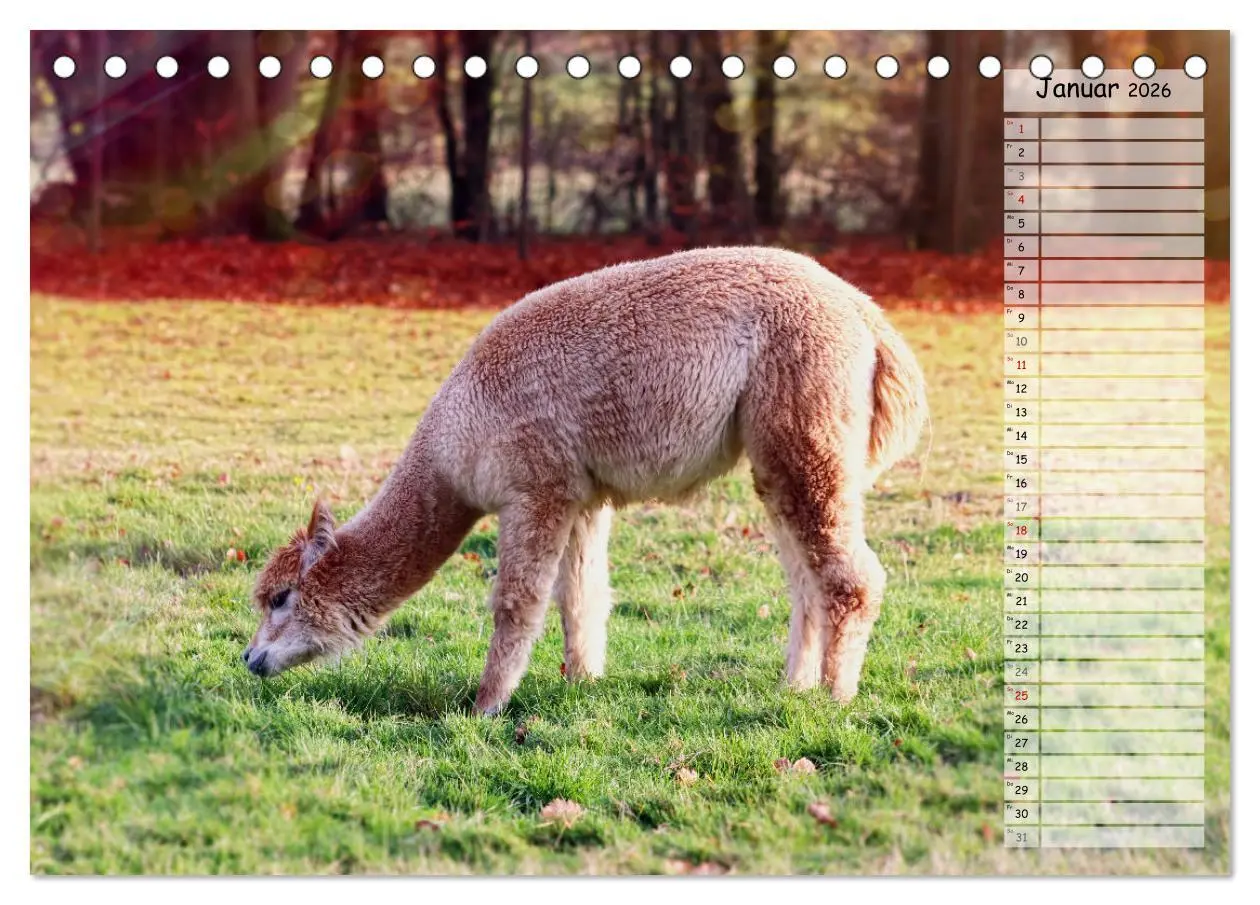 Bild: 9783457597910 | Alpaka, coole Typen mit wilden Frisuren (Tischkalender 2026 DIN A5...