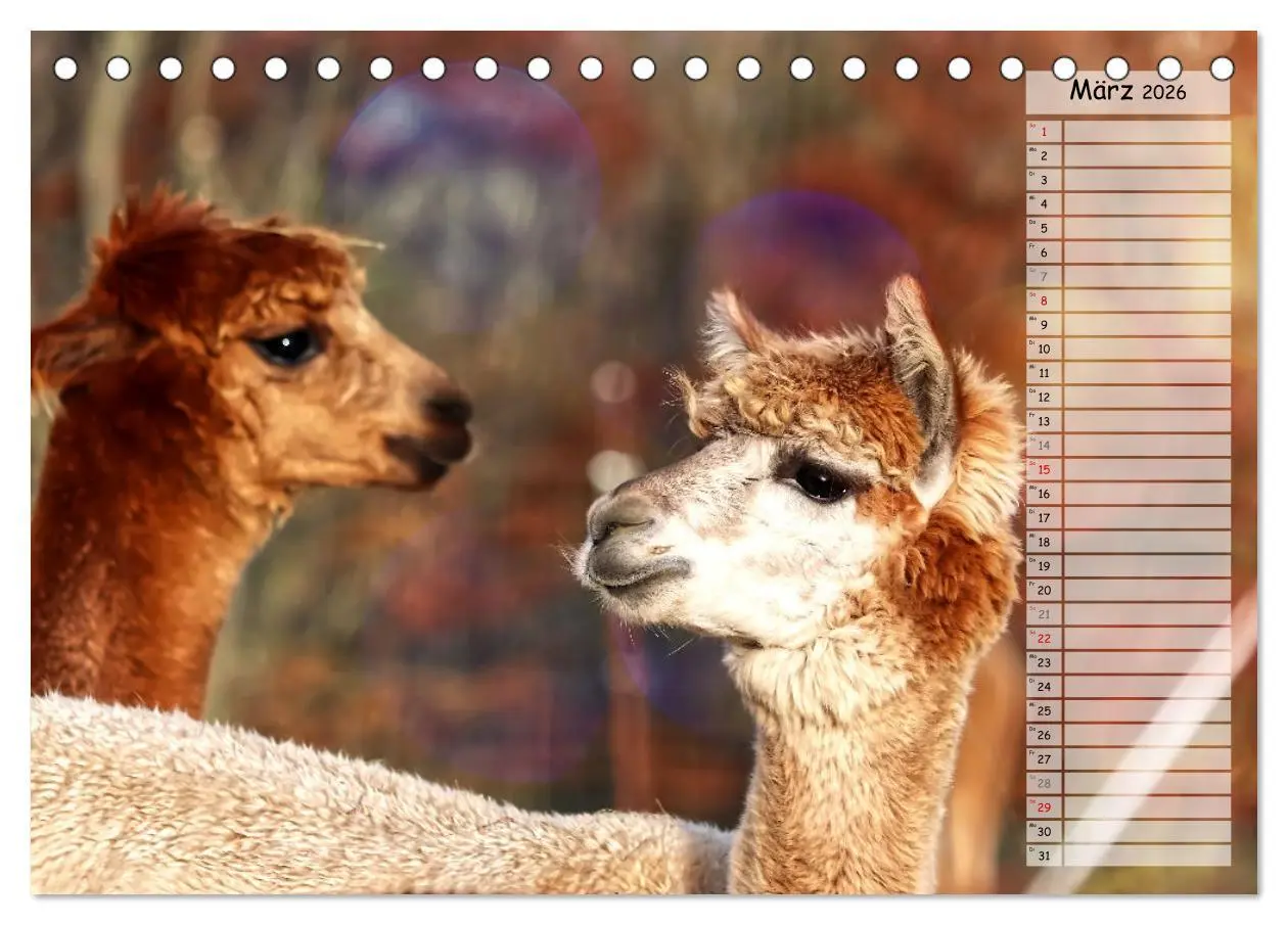Bild: 9783457597910 | Alpaka, coole Typen mit wilden Frisuren (Tischkalender 2026 DIN A5...