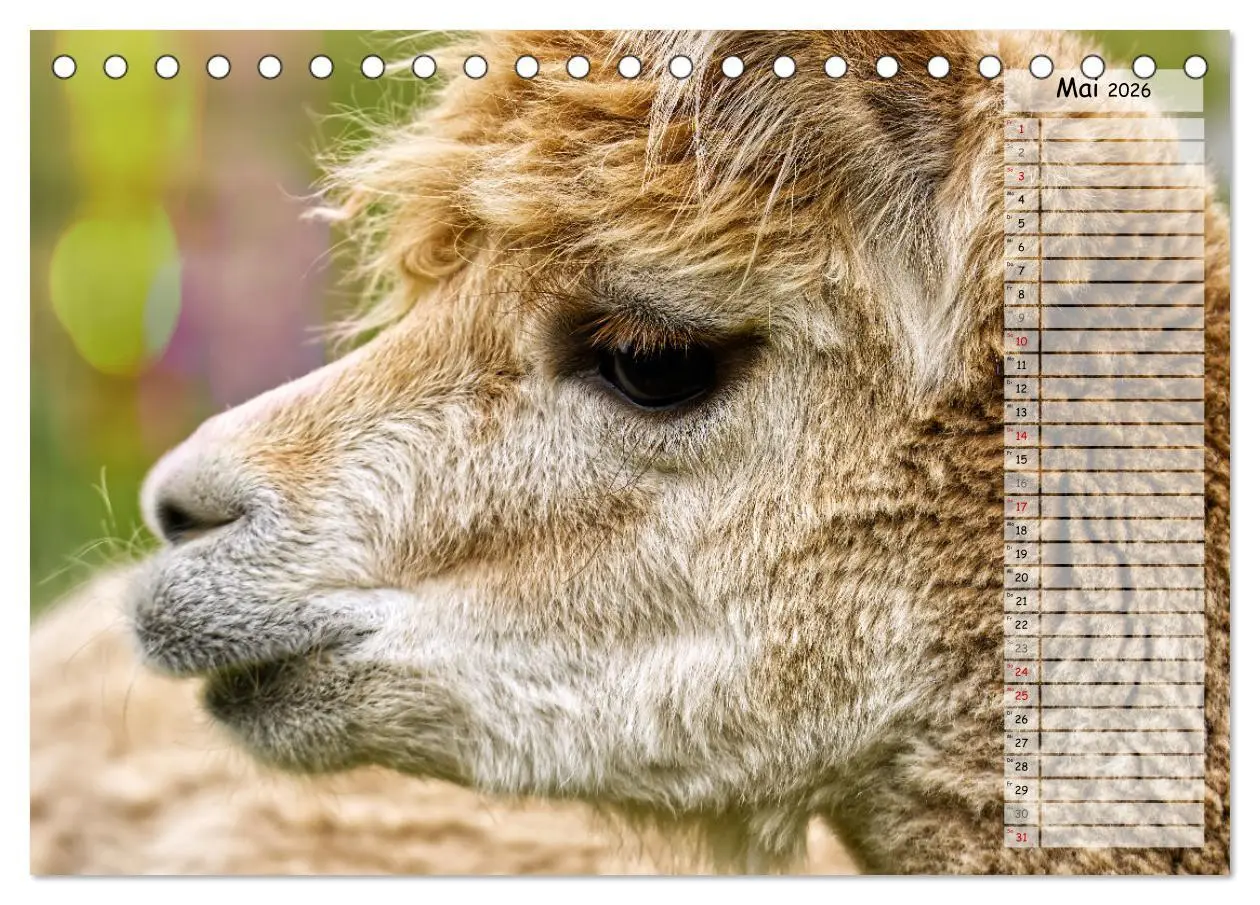 Bild: 9783457597910 | Alpaka, coole Typen mit wilden Frisuren (Tischkalender 2026 DIN A5...