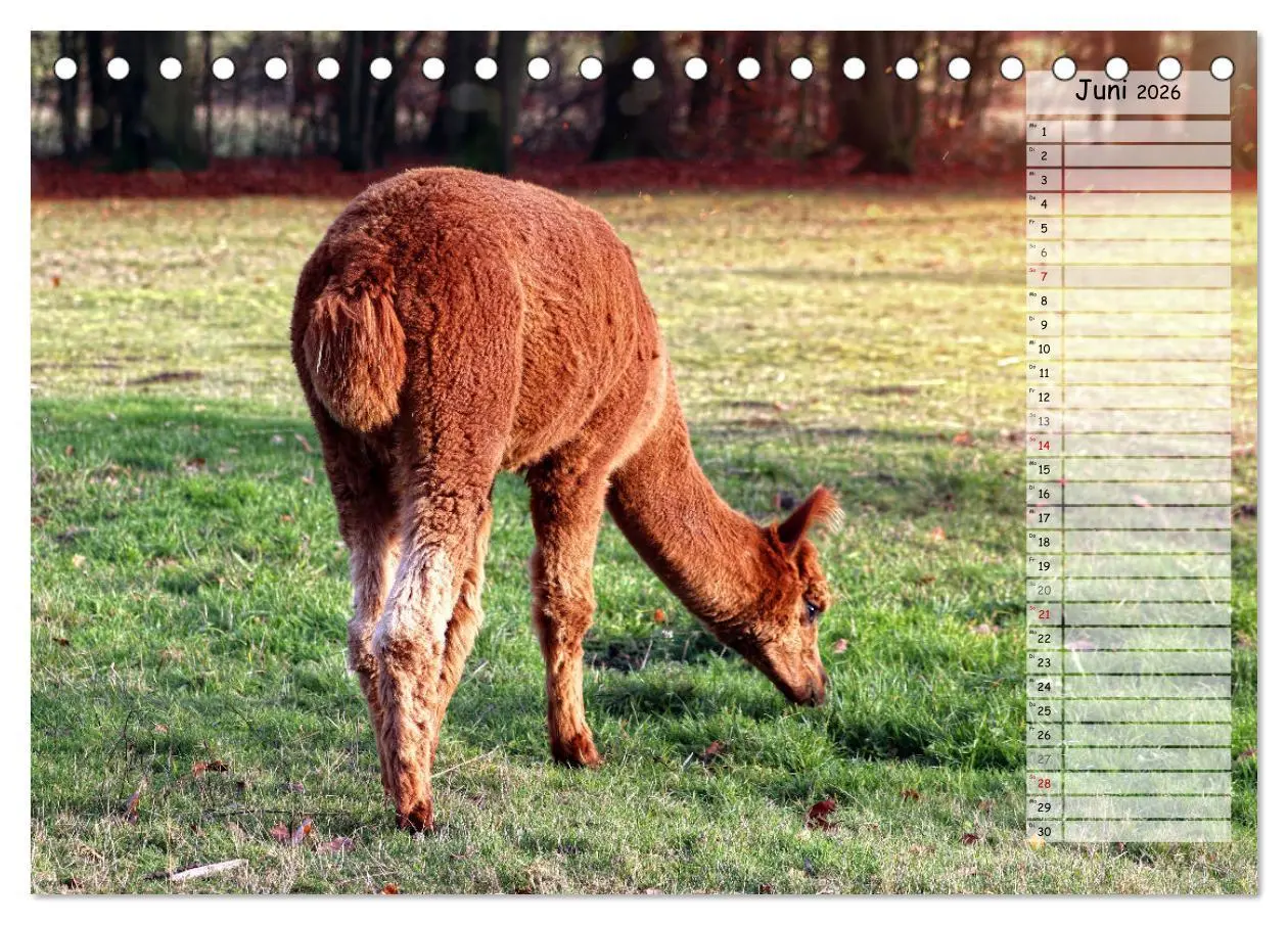 Bild: 9783457597910 | Alpaka, coole Typen mit wilden Frisuren (Tischkalender 2026 DIN A5...