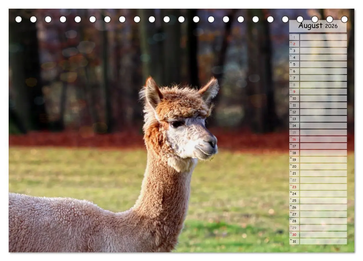 Bild: 9783457597910 | Alpaka, coole Typen mit wilden Frisuren (Tischkalender 2026 DIN A5...