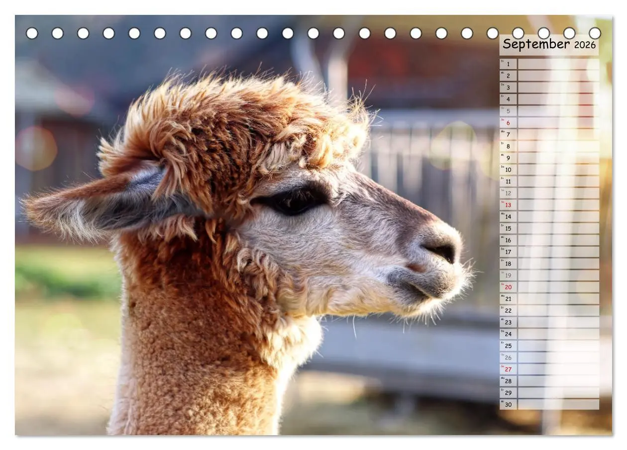 Bild: 9783457597910 | Alpaka, coole Typen mit wilden Frisuren (Tischkalender 2026 DIN A5...