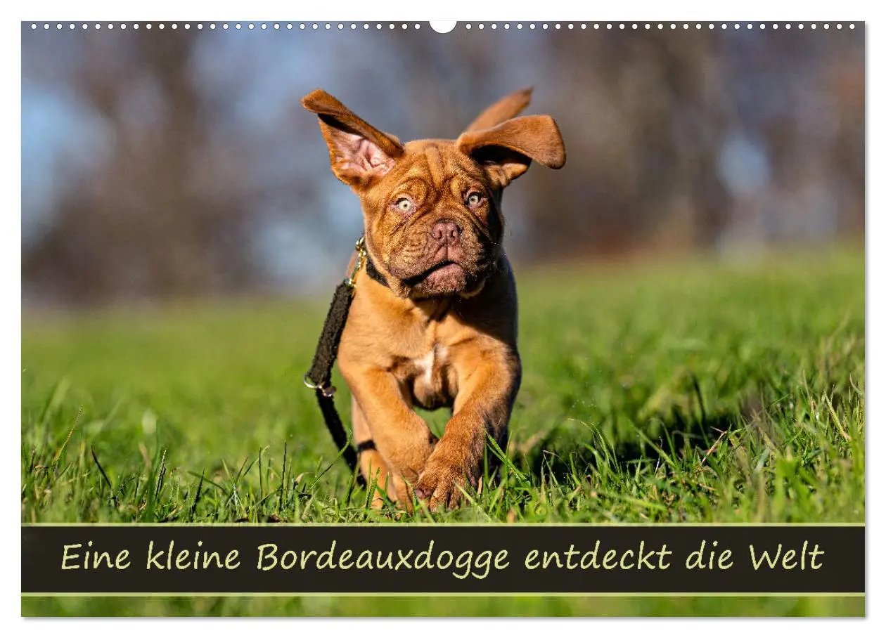 Cover: 9783457248010 | Eine kleine Bordeauxdogge entdeckt die Welt (Wandkalender 2026 DIN...