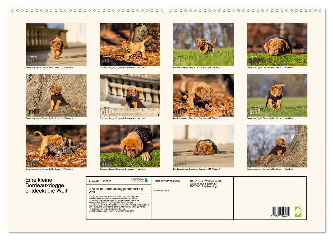 Bild: 9783457248010 | Eine kleine Bordeauxdogge entdeckt die Welt (Wandkalender 2026 DIN...