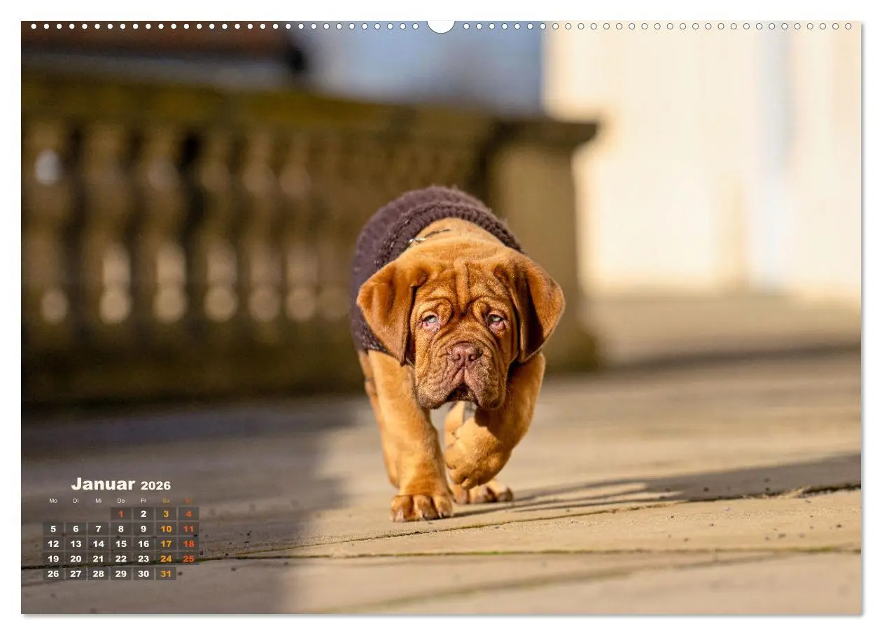 Bild: 9783457248010 | Eine kleine Bordeauxdogge entdeckt die Welt (Wandkalender 2026 DIN...