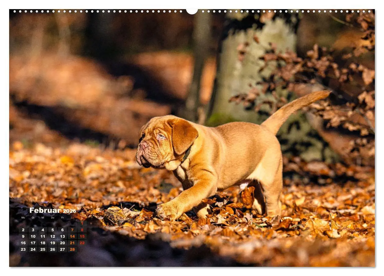 Bild: 9783457248010 | Eine kleine Bordeauxdogge entdeckt die Welt (Wandkalender 2026 DIN...