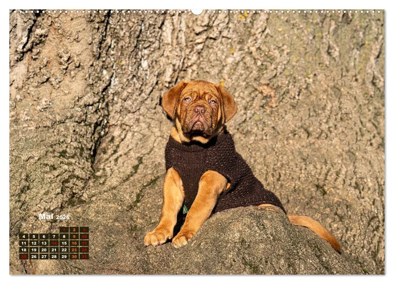 Bild: 9783457248010 | Eine kleine Bordeauxdogge entdeckt die Welt (Wandkalender 2026 DIN...