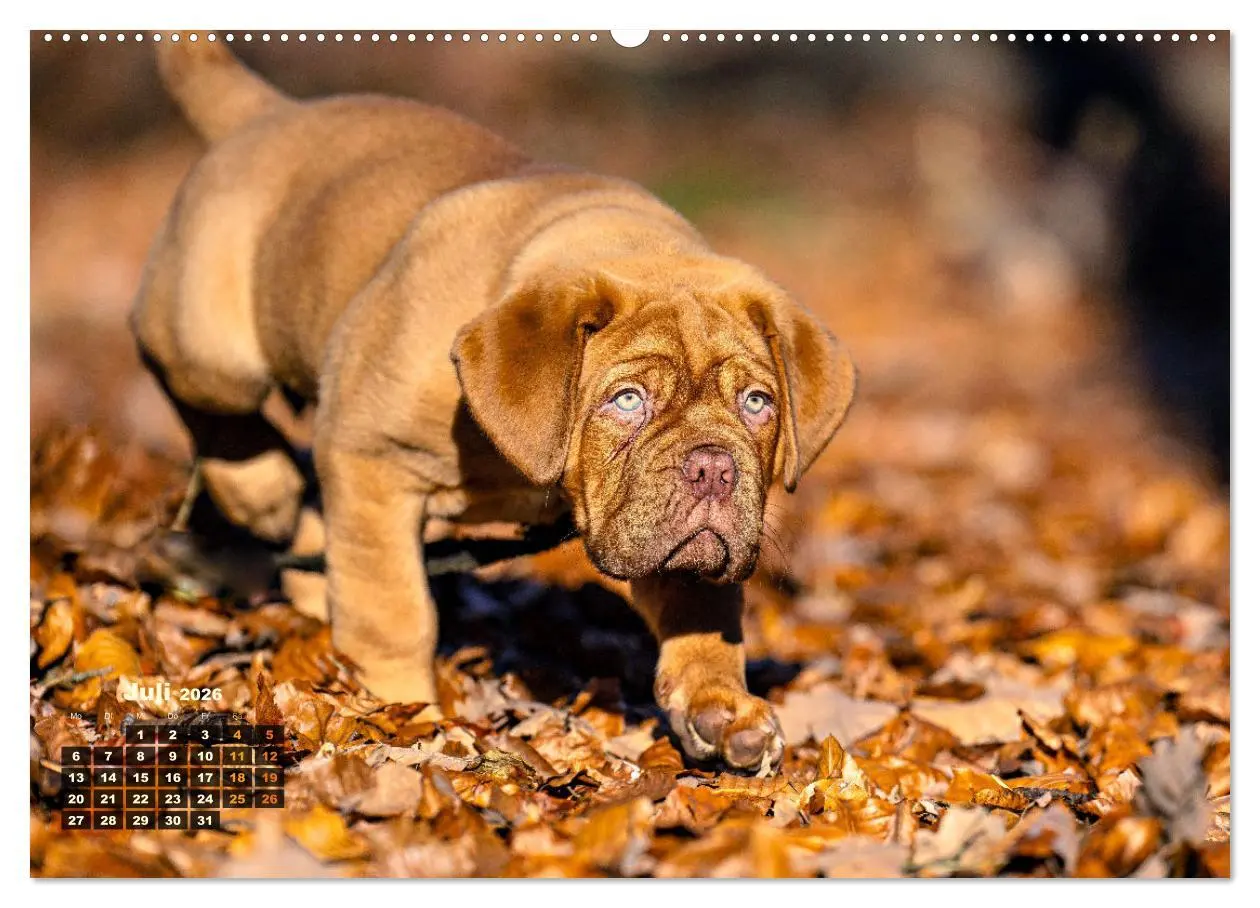 Bild: 9783457248010 | Eine kleine Bordeauxdogge entdeckt die Welt (Wandkalender 2026 DIN...