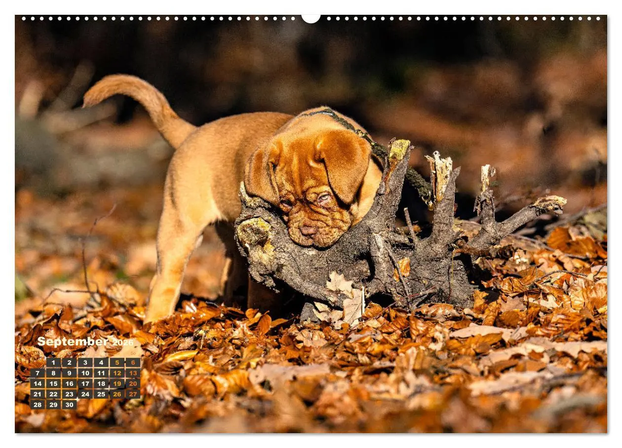 Bild: 9783457248010 | Eine kleine Bordeauxdogge entdeckt die Welt (Wandkalender 2026 DIN...