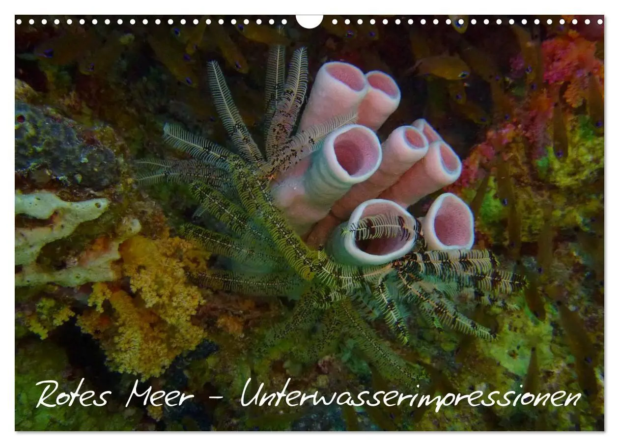 Cover: 9783516168310 | Rotes Meer - Unterwasserimpressionen (Wandkalender 2026 DIN A3...
