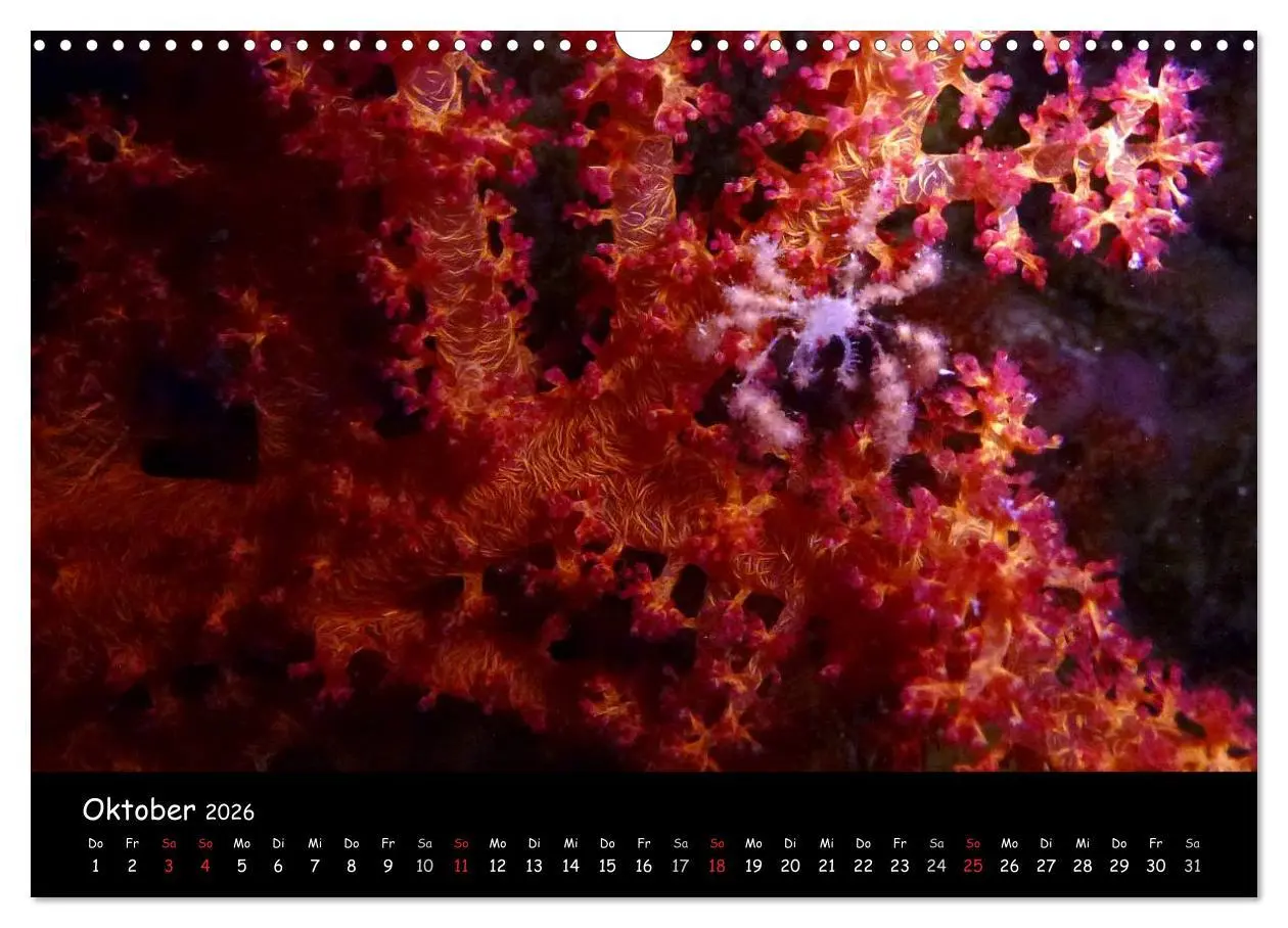 Bild: 9783516168310 | Rotes Meer - Unterwasserimpressionen (Wandkalender 2026 DIN A3...