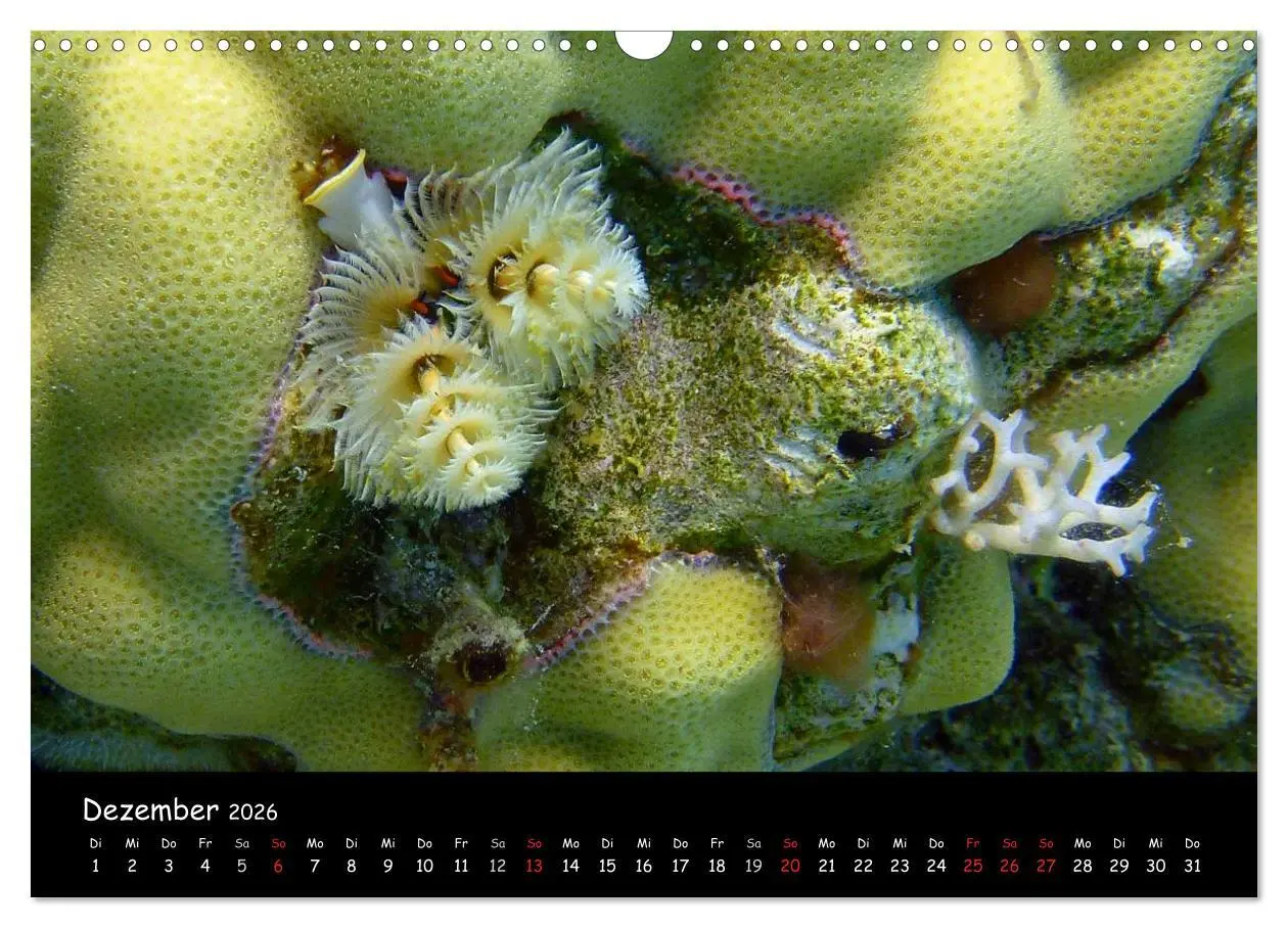 Bild: 9783516168310 | Rotes Meer - Unterwasserimpressionen (Wandkalender 2026 DIN A3...
