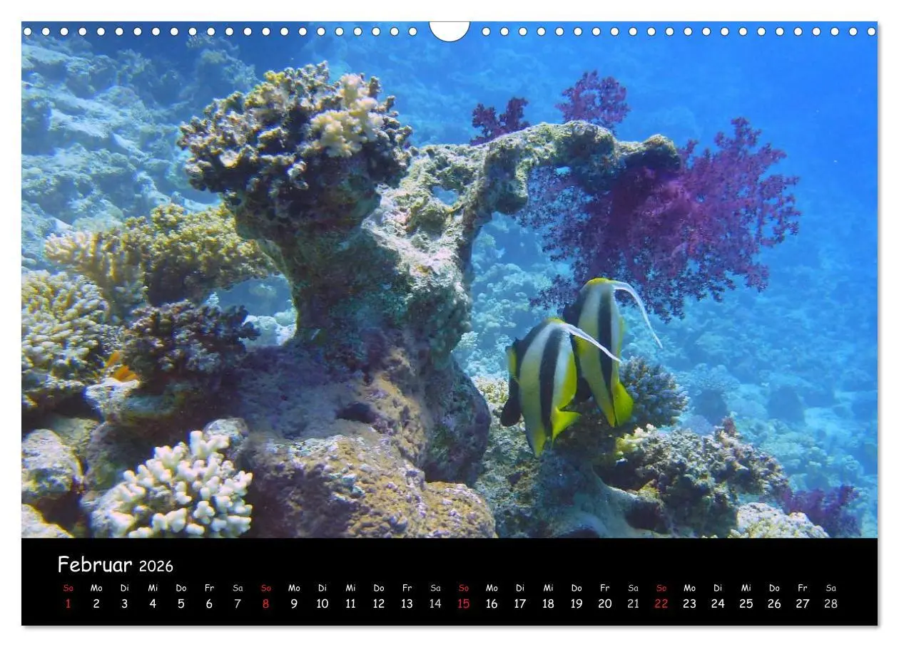 Bild: 9783516168310 | Rotes Meer - Unterwasserimpressionen (Wandkalender 2026 DIN A3...