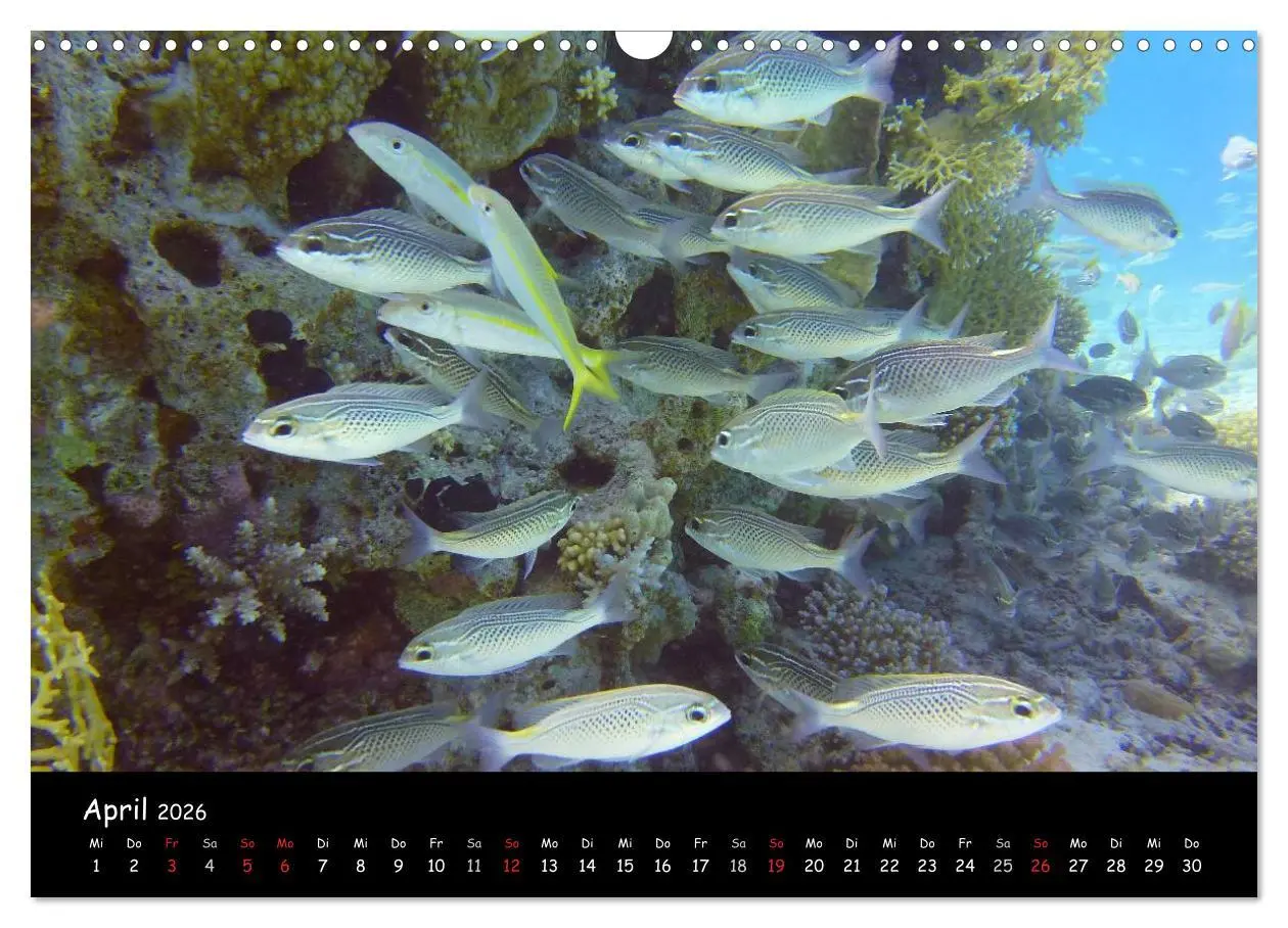 Bild: 9783516168310 | Rotes Meer - Unterwasserimpressionen (Wandkalender 2026 DIN A3...