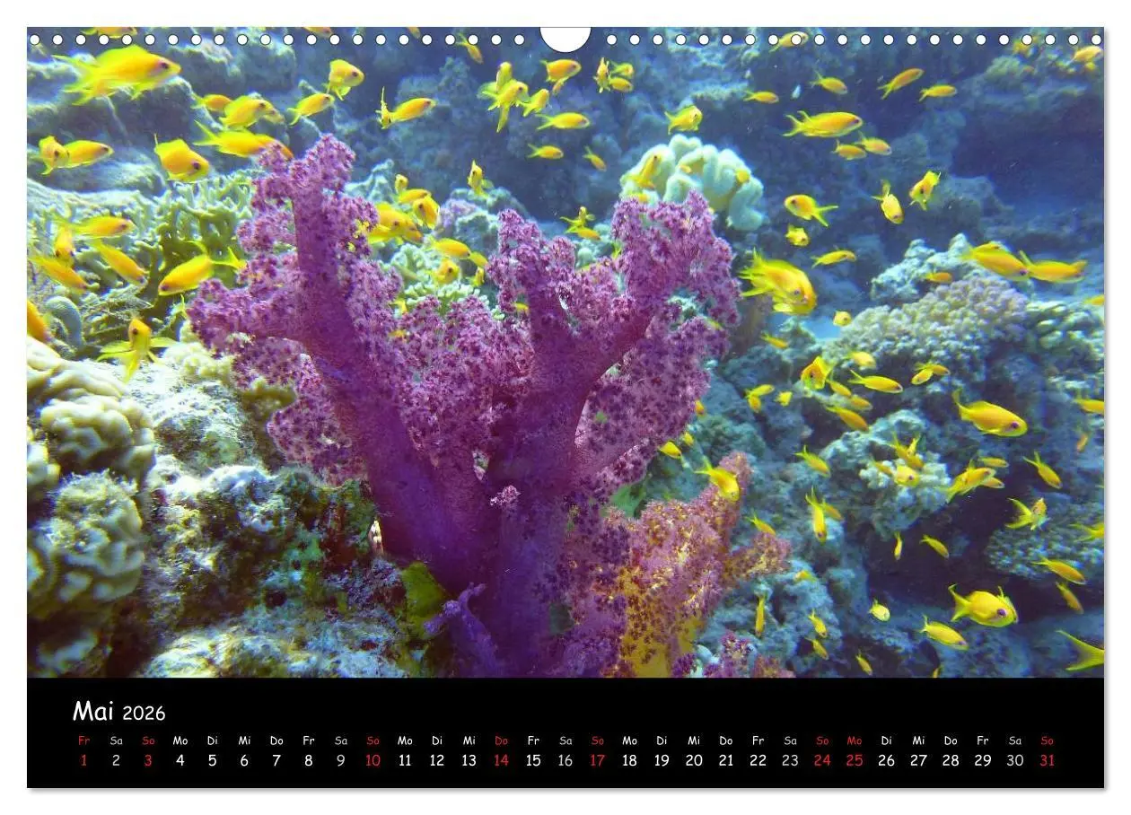 Bild: 9783516168310 | Rotes Meer - Unterwasserimpressionen (Wandkalender 2026 DIN A3...
