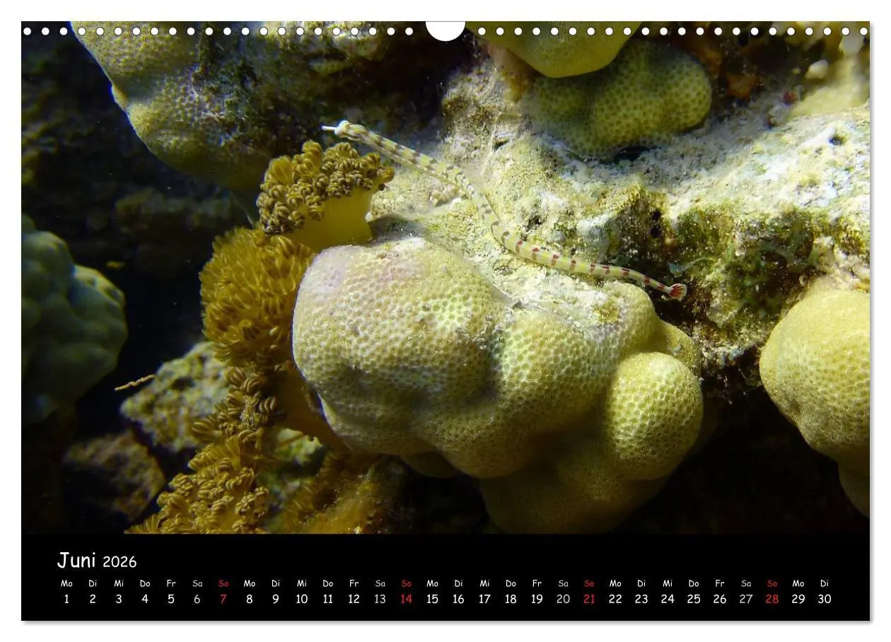 Bild: 9783516168310 | Rotes Meer - Unterwasserimpressionen (Wandkalender 2026 DIN A3...
