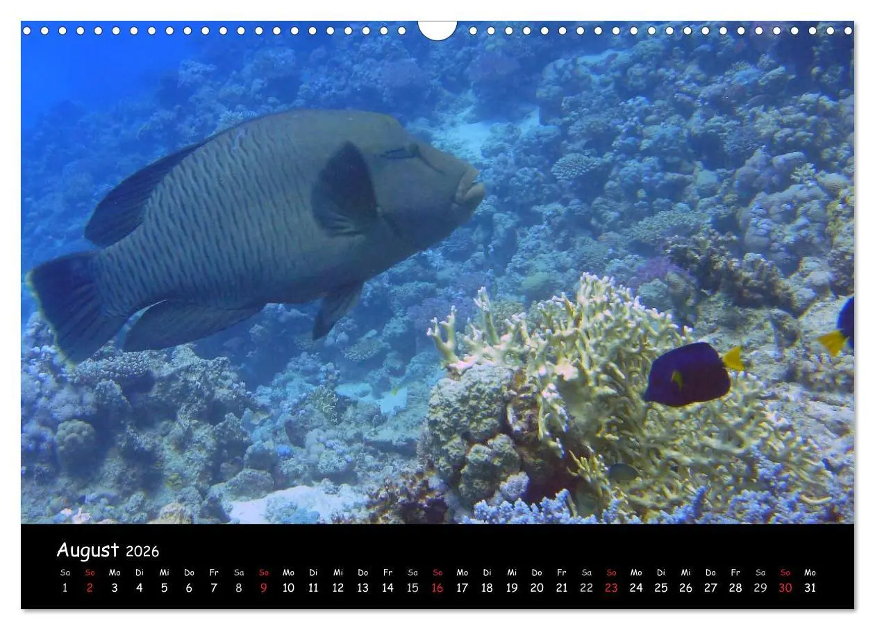 Bild: 9783516168310 | Rotes Meer - Unterwasserimpressionen (Wandkalender 2026 DIN A3...