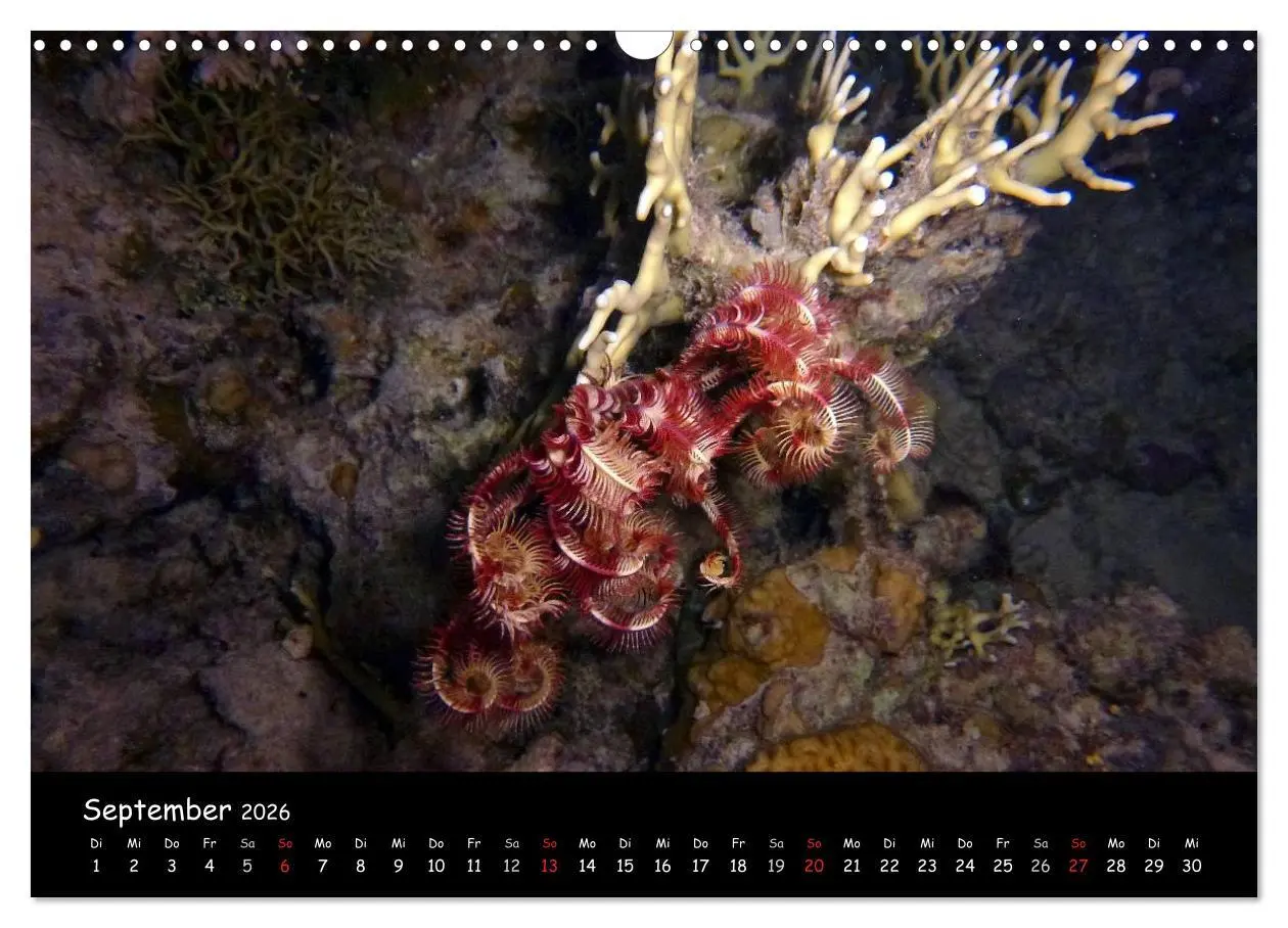 Bild: 9783516168310 | Rotes Meer - Unterwasserimpressionen (Wandkalender 2026 DIN A3...