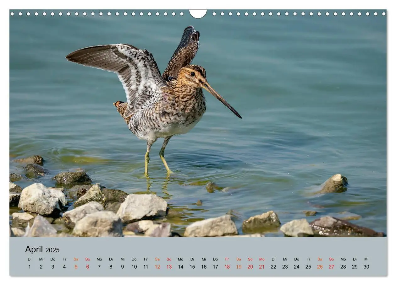 Bild: 9783435118410 | Limikolen - Watvögel am norddeutschen Wattenmeer (Wandkalender 2025...