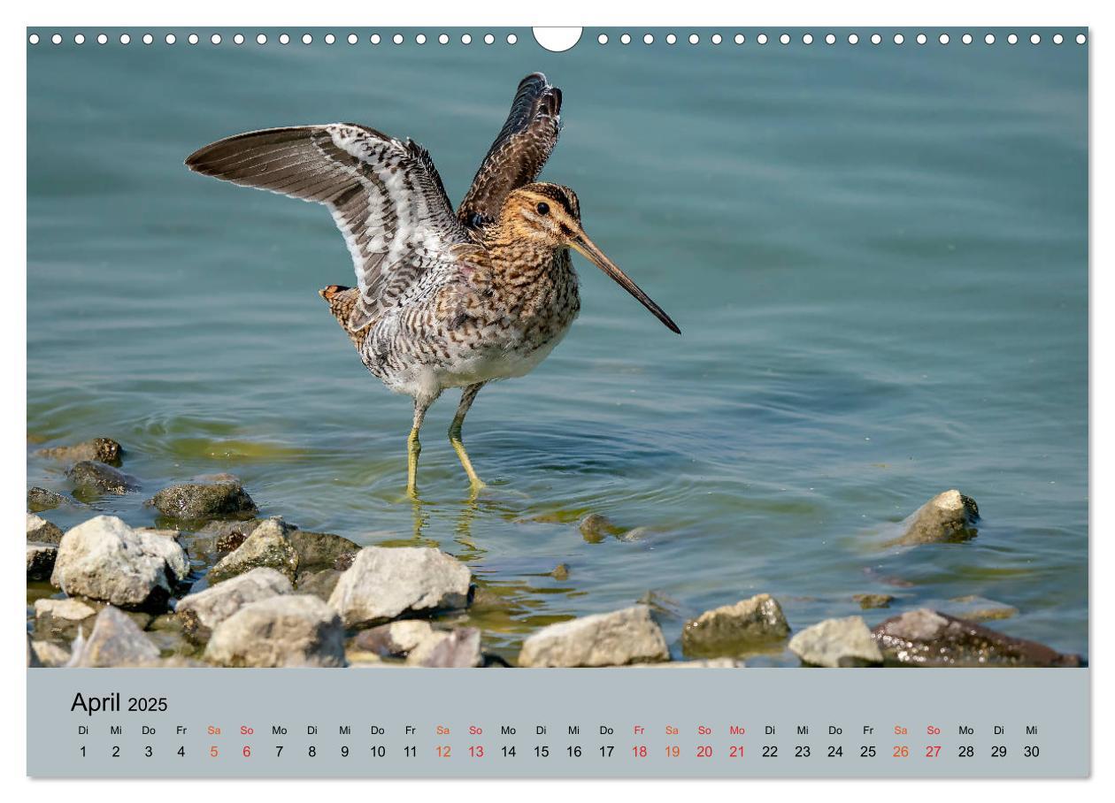 Bild: 9783435118410 | Limikolen - Watvögel am norddeutschen Wattenmeer (Wandkalender 2025...