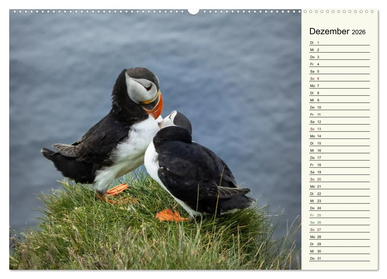 Bild: 9783457448410 | Die Papageientaucher von Island (hochwertiger Premium Wandkalender...