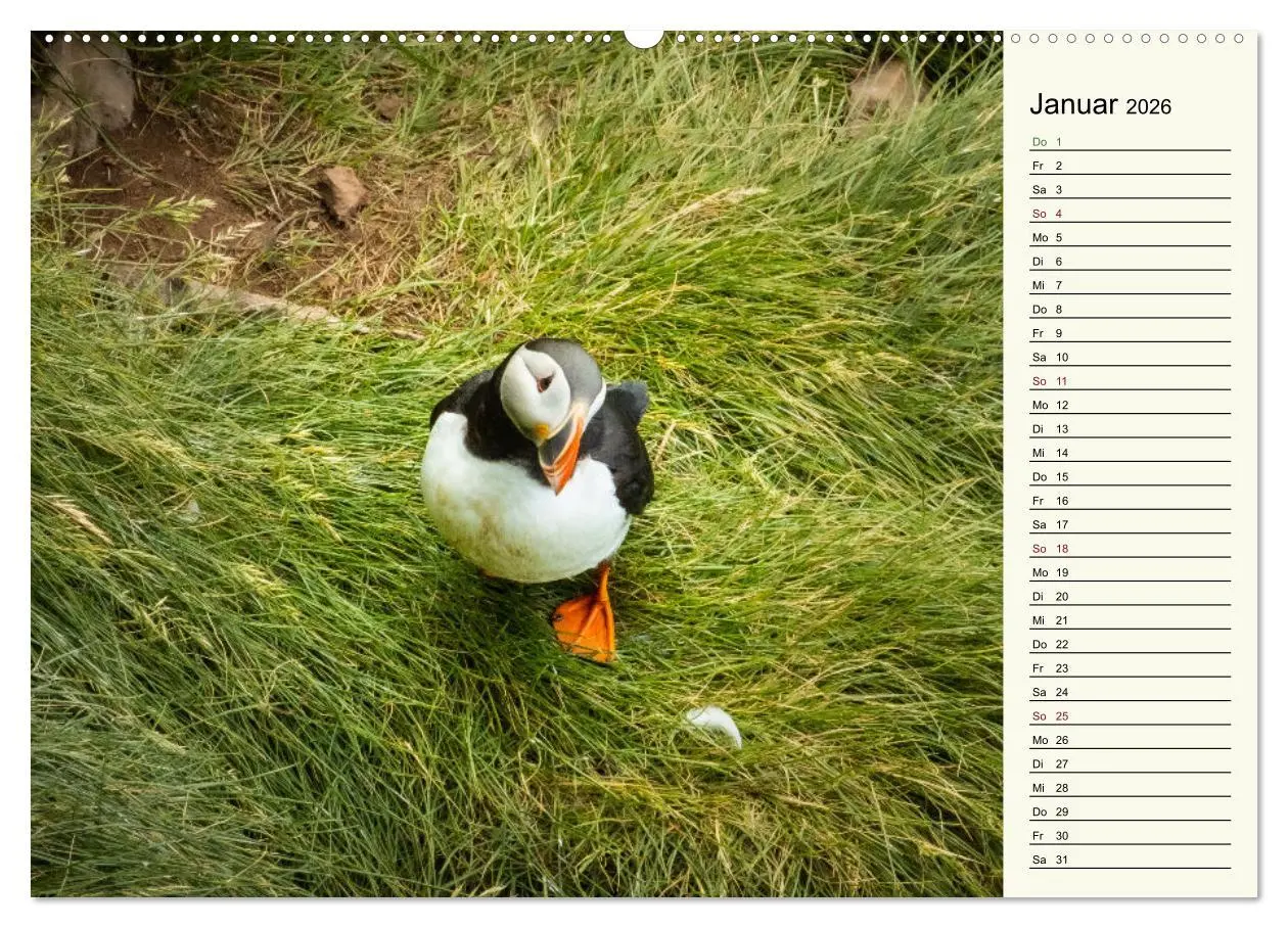 Bild: 9783457448410 | Die Papageientaucher von Island (hochwertiger Premium Wandkalender...