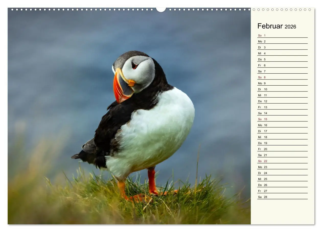 Bild: 9783457448410 | Die Papageientaucher von Island (hochwertiger Premium Wandkalender...