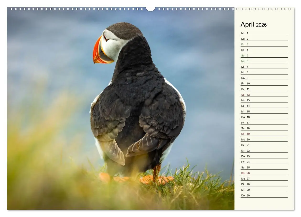 Bild: 9783457448410 | Die Papageientaucher von Island (hochwertiger Premium Wandkalender...