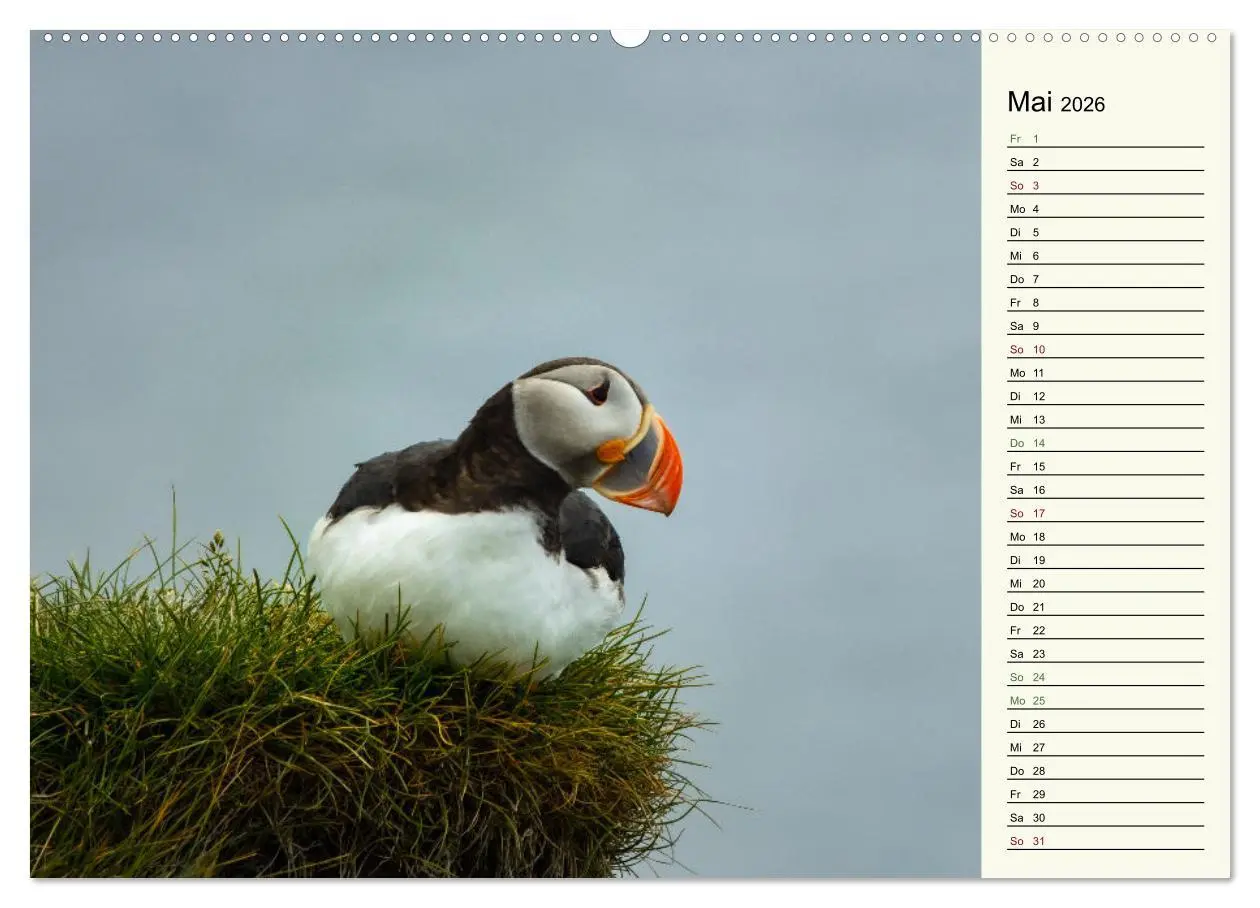 Bild: 9783457448410 | Die Papageientaucher von Island (hochwertiger Premium Wandkalender...
