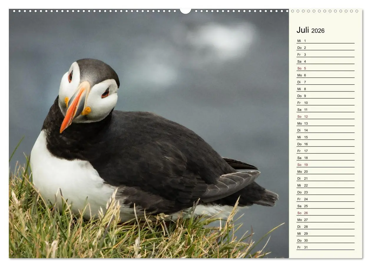 Bild: 9783457448410 | Die Papageientaucher von Island (hochwertiger Premium Wandkalender...