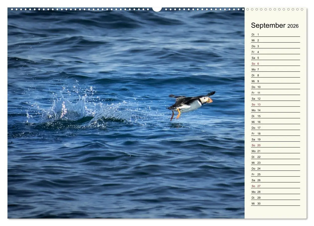 Bild: 9783457448410 | Die Papageientaucher von Island (hochwertiger Premium Wandkalender...