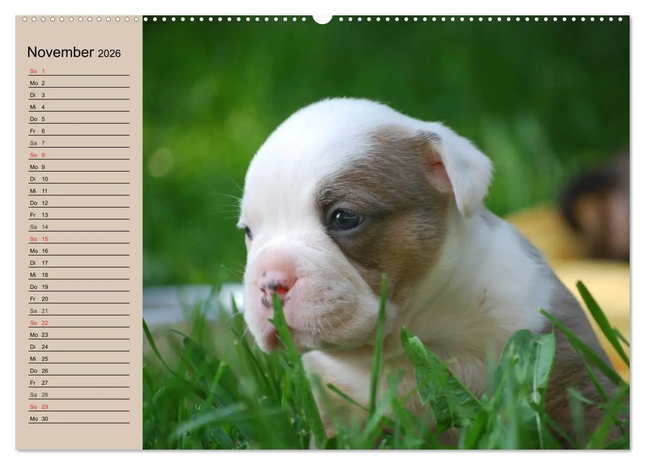 Bild: 9783457998410 | Bulldoggen-Kinder (hochwertiger Premium Wandkalender 2026 DIN A2...