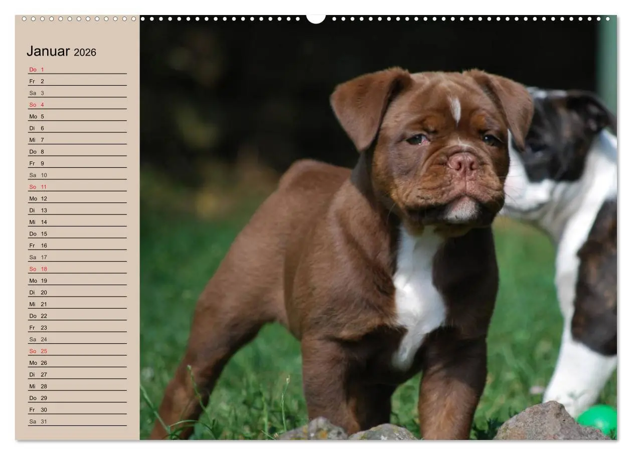 Bild: 9783457998410 | Bulldoggen-Kinder (hochwertiger Premium Wandkalender 2026 DIN A2...