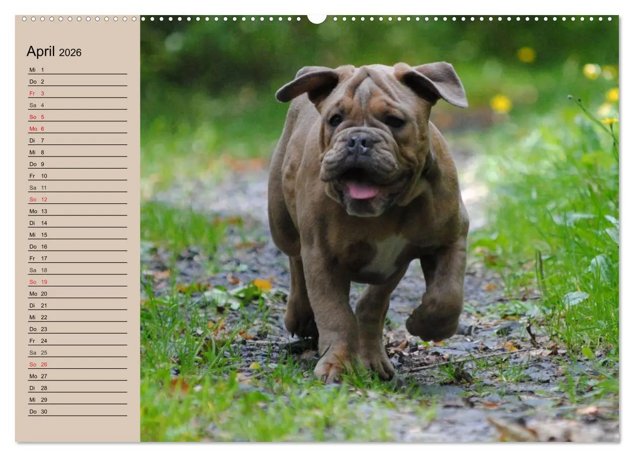 Bild: 9783457998410 | Bulldoggen-Kinder (hochwertiger Premium Wandkalender 2026 DIN A2...