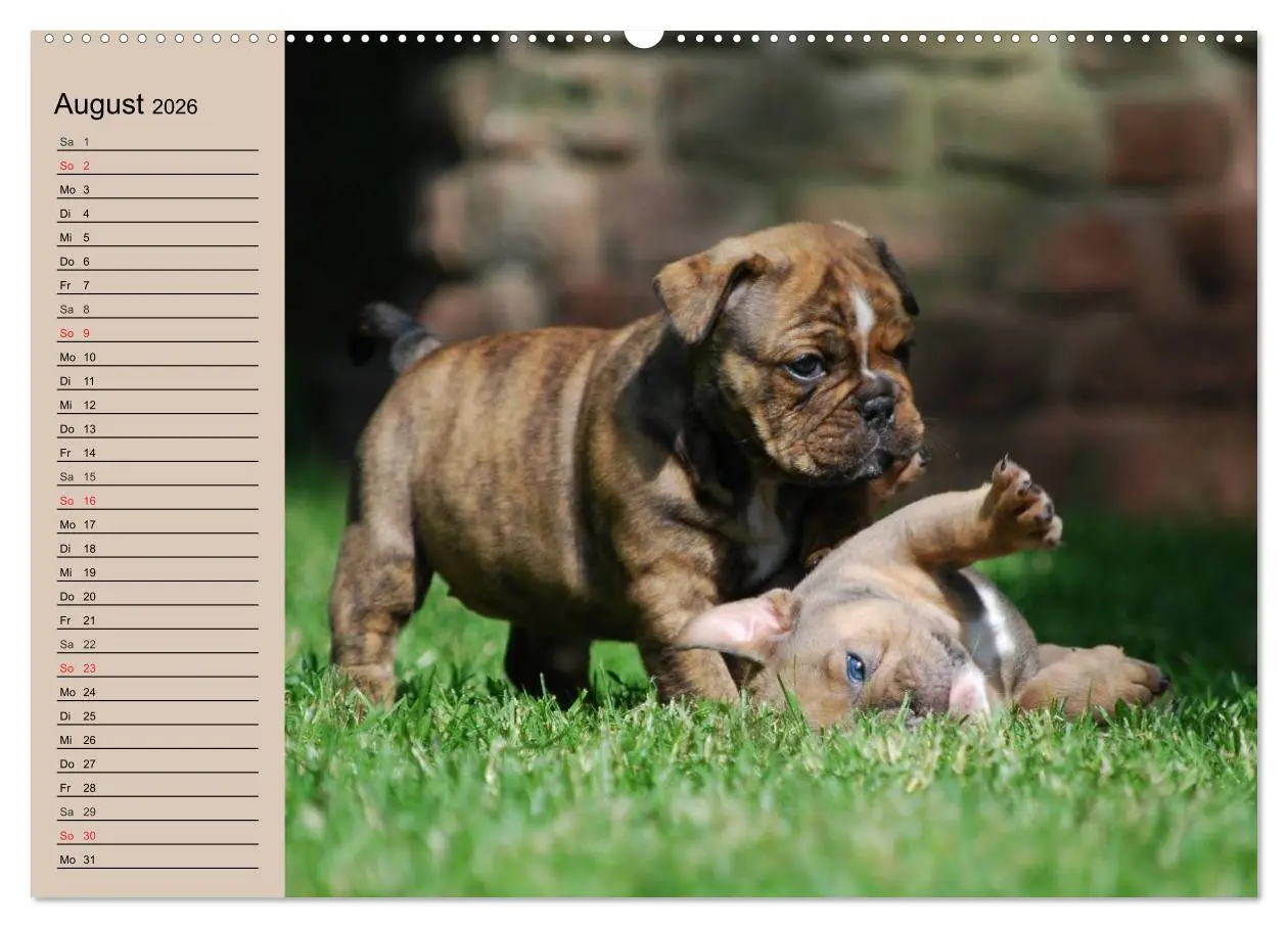 Bild: 9783457998410 | Bulldoggen-Kinder (hochwertiger Premium Wandkalender 2026 DIN A2...
