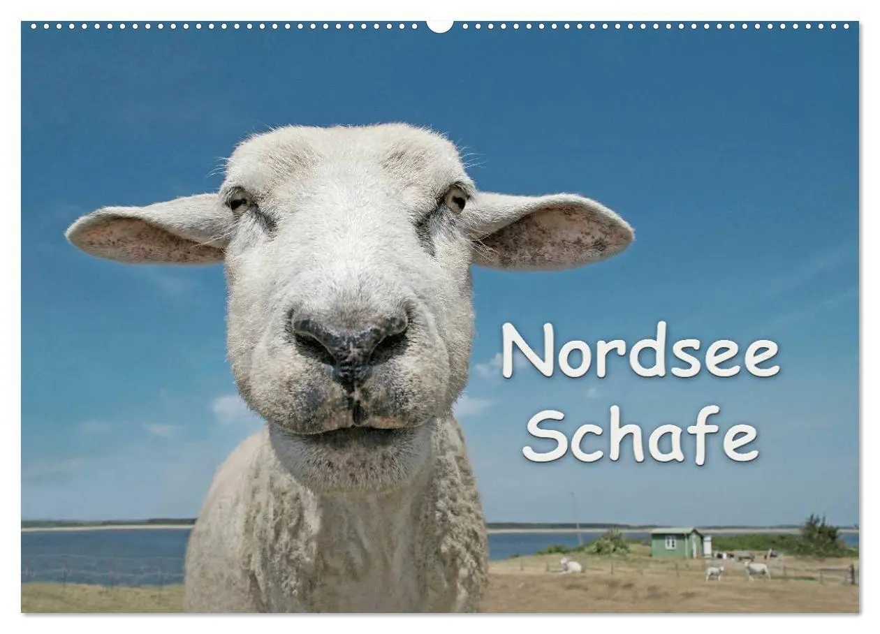 Cover: 9783516088410 | Nordsee Schafe (Wandkalender 2026 DIN A2 quer), CALVENDO...