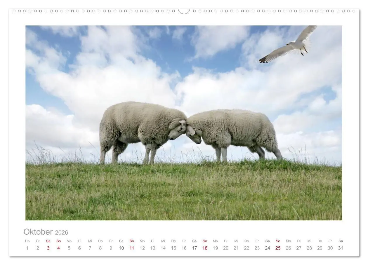 Bild: 9783516088410 | Nordsee Schafe (Wandkalender 2026 DIN A2 quer), CALVENDO...