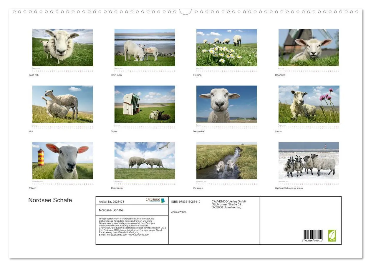 Bild: 9783516088410 | Nordsee Schafe (Wandkalender 2026 DIN A2 quer), CALVENDO...